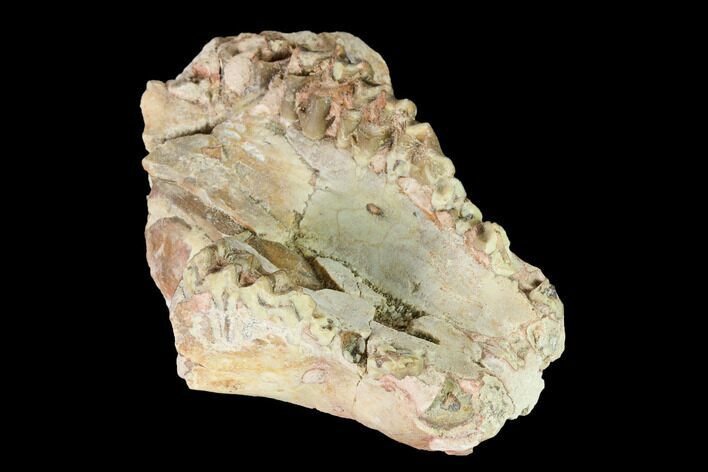 Oreodont (Merycoidodon) Maxilla Section - South Dakota #146173